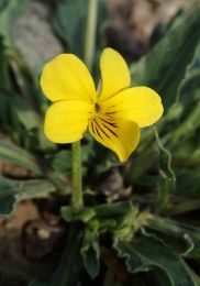 Viola nuttallii